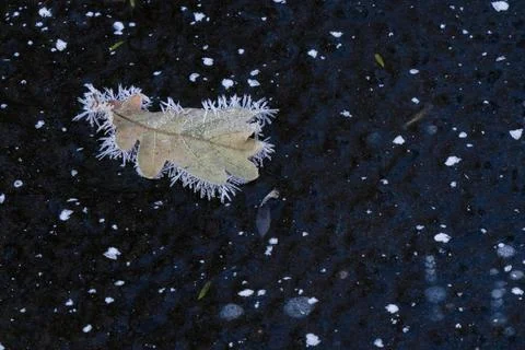 Oak leaf covered with ice crystals on frozen water surface Hesse Germany Europe Foto stock