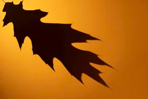 Oak leaf dark shadow on orange color background. Flat lay, top view, copy space Stock Photos