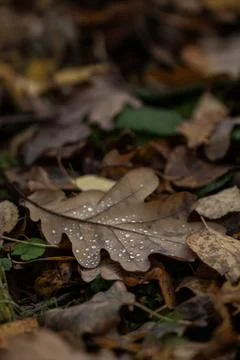 Oak Leaf with Dew Drops on Forest Floor in Autumn Stock Photos