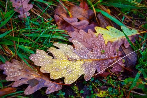 Oak leaf with dew drops in the grass Stock Photos