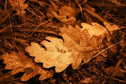 Oak leaf with dew drops. Vintage golden effect. Stock Photos