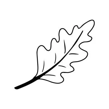 Oak leaf doodle. Isolated on white background. Stock Illustration