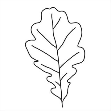 Oak leaf in the doodle style イラスト素材