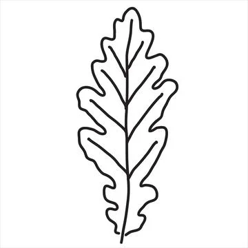 Oak leaf in the doodle style イラスト素材