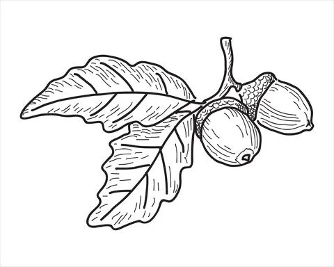 Oak leaf in the doodle style. Stock Illustration