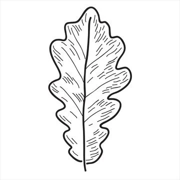 Oak leaf in the doodle style 스톡 일러스트
