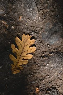 Oak leaf, dry oak leaf on the ground. Stock Photos