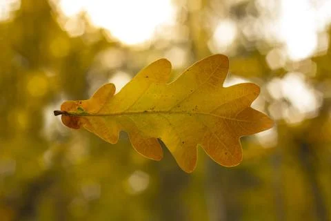 Oak leaf Dry oak leaf on the autumn background Copyright: xZoonar.com/aarr... Foto stock