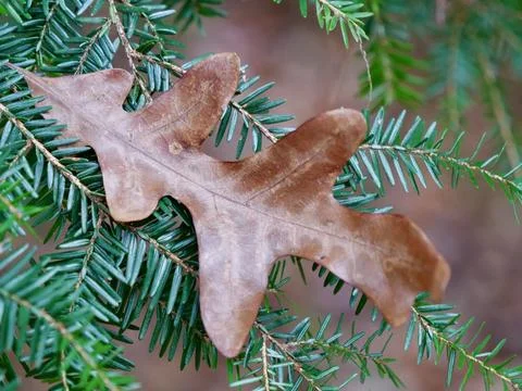 Oak leaf on evergreen 写真素材