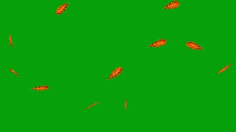 Oak leaf fall motion graphics with green screen background Stock Footage 124582185