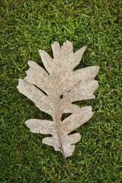 An oak leaf fallen on a mossy surface inside a humid forest. Foto stock
