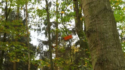 Oak leaf falling from tree in forest in slow motion Vídeos de archivo 220197179