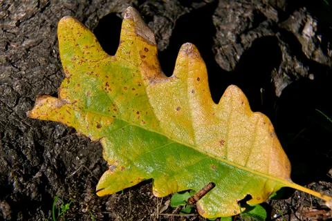 Oak leaf with a gradient of yellow and brown hues. Fotos de archivo