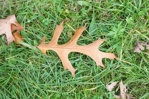 Oak leaf on green grass Stock Photos