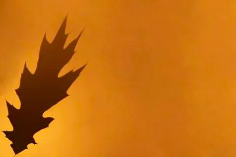 Oak leaf grey shadow on orange color background. Flat lay, top view, copy space Foto stock