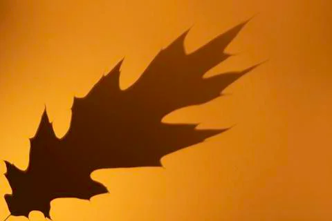 Oak leaf grey shadow on orange color background. Flat lay, top view, copy space Stock Photos