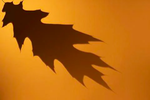 Oak leaf grey shadow on orange color background. Flat lay, top view, copy spa Stock Photos