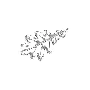 Oak leaf hand drawn isolated vector illustration. Stock Illustration