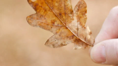 Oak leaf in hand Stock Footage 35418901