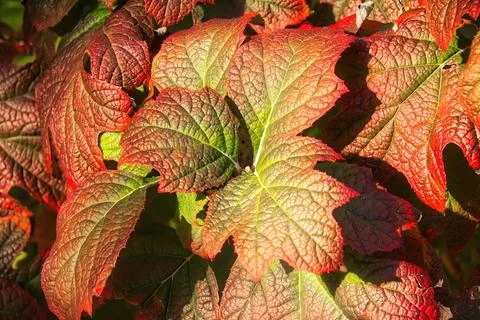Oak Leaf Hydrangea in Autumn 写真素材