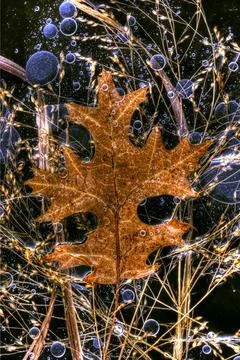 Oak leaf in the ice Foto stock