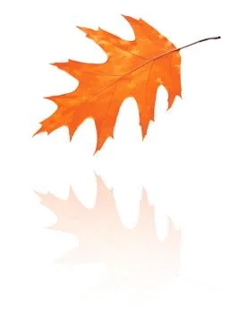 Oak leaf 스톡 일러스트