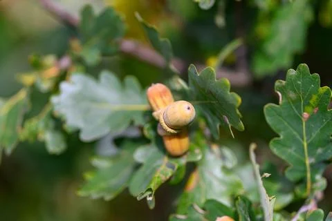 Oak Leaf with Insect Exploring the Intricate Complexity of Natures Vibrant Ecosy Fotos de archivo