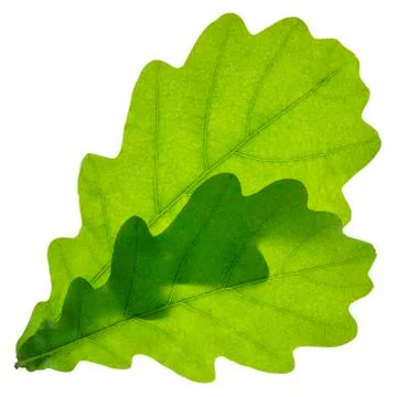 Oak leaf isolated Foto stock