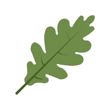 Oak leaf in isolated on white background vector Stock-Illustration