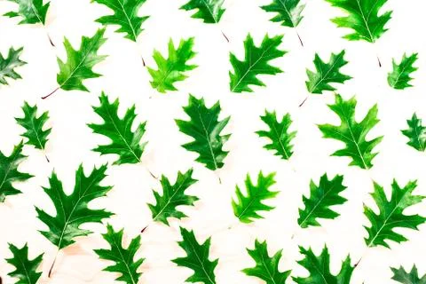 Oak leaf isolated on white background Leaves oak pattern Stock Photos