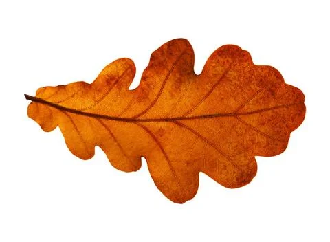 Oak leaf isolated on white background Oak closeup leaf isolated on white b... Foto stock