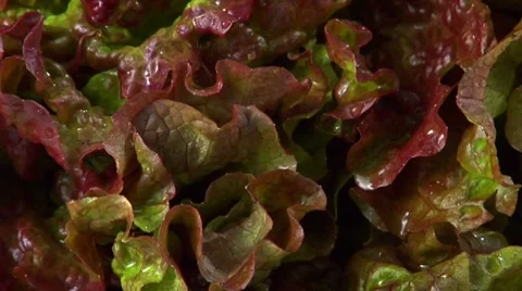 Oak leaf lettuce Video stock 8570654