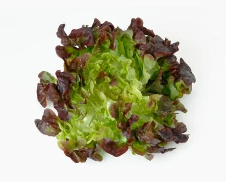 An oak leaf lettuce Stock Photos