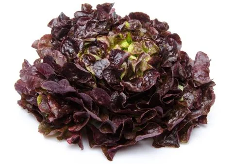 Oak leaf lettuce Stock-Fotos