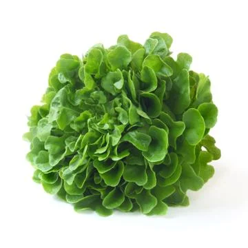 Oak Leaf Lettuce Stock Photos