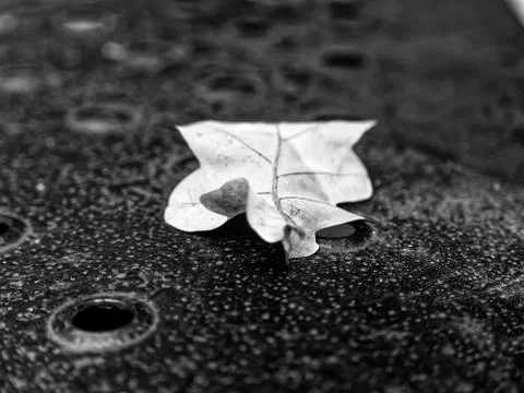 Oak leaf lies on the surface Stock Photos