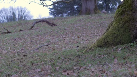 Oak Leaf Litter Stock Footage 98488393