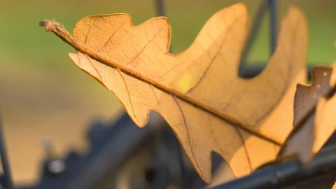 Oak leaf macro Stock Footage 96570984