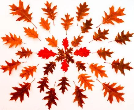 Oak leaf pattern autumn background Stock Photos