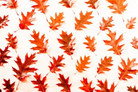 Oak leaf pattern autumn background Stock Photos