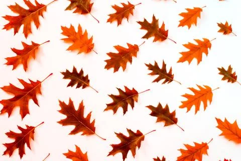 Oak leaf pattern autumn background Stock Photos