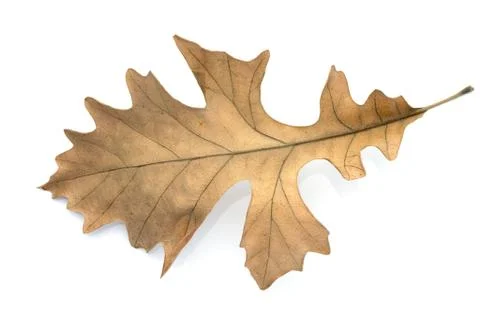 Oak leaf Stock Photos