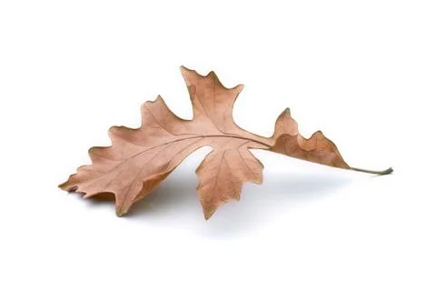 Oak leaf Stock Photos