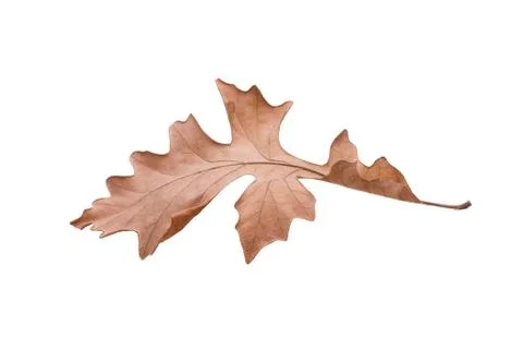 Oak leaf Stock Photos