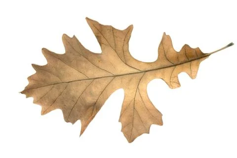 Oak leaf Stock Photos