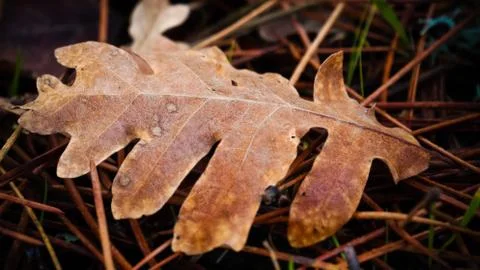 Oak leaf Foto stock