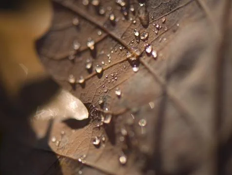 Oak leaf Stock Photos