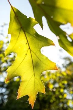 Oak leaf Stock Photos