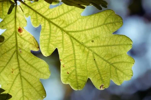 Oak leaf Stock Photos