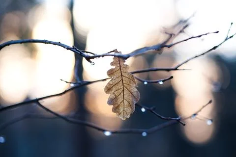 Oak leaf Stock Photos